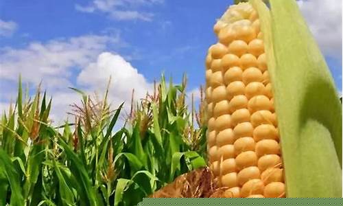 美国芝加哥玉米期货行情(芝加哥玉米价格)_https://www.sdylsx.com_广期所_第1张