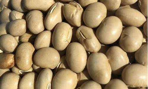 黄大豆l号1909期货行情(黄大豆期货2101)_https://www.sdylsx.com_中金所_第1张