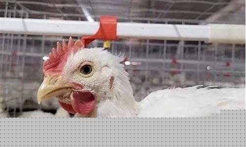 肉鸡价格明天行情期货(肉鸡行情-今日价格分析)_https://www.sdylsx.com_郑商所_第1张
