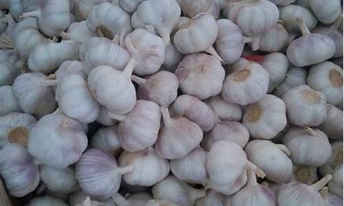 大蒜期货价格最新行情走势(大蒜期货价格行情走势图)_https://www.sdylsx.com_上期所_第1张