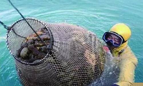 海参农产品期货行情网_https://www.sdylsx.com_上期所_第1张