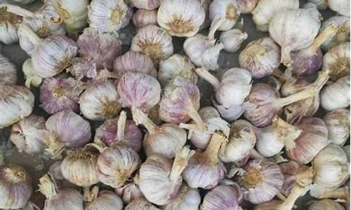 中牟大蒜期货行情软件(大蒜期货行情大蒜的价格)_https://www.sdylsx.com_上期所_第1张