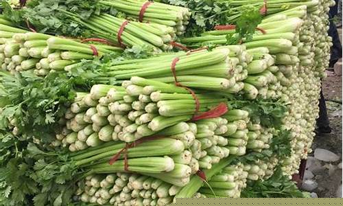 郑州芹菜期货行情(郑州芹菜价格)_https://www.sdylsx.com_广期所_第1张