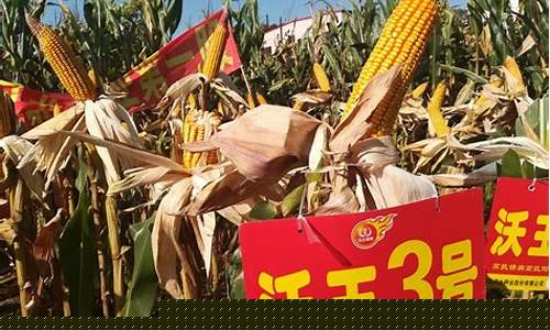 最新玉米油期货最新行情(玉米油期货价格行情走势图)_https://www.sdylsx.com_郑商所_第1张