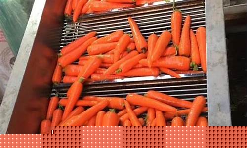 期货红萝卜市场行情怎么样(期货红萝卜市场行情怎么样呀)_https://www.sdylsx.com_郑商所_第1张