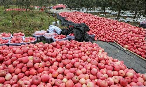 11月份期货苹果行情(苹果期货行情几月份较好)_https://www.sdylsx.com_中金所_第1张