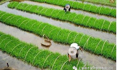 2024年种什么赚钱(2024年做什么行业前景好)_https://www.sdylsx.com_中金所_第1张