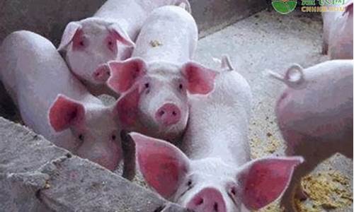 今日毛猪价多少钱一斤(今日毛猪价多少钱一斤丶)_广期所_第1张_财经网 今日毛猪价多少钱一斤(今日毛猪价多少钱一斤丶)_https://www.sdylsx.com_广期所_第1张