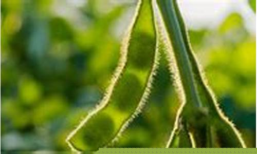国际大豆期货(国际大豆期货实时行情走势)_https://www.sdylsx.com_中金所_第1张