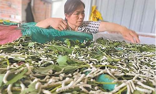 嘉兴蚕茧期货(嘉兴茧丝绸交易金蚕网)_https://www.sdylsx.com_郑商所_第1张