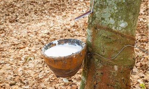 天然橡胶期货价(天然橡胶期货价格走势图分析)_https://www.sdylsx.com_上期能源_第1张